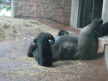 zoo
